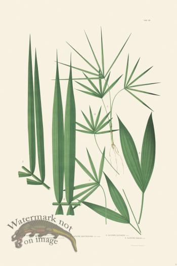 Rodrigues Palm Front 041